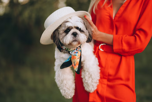 5 Essential Accessories to Make Your Pet the Trendiest at the Park
