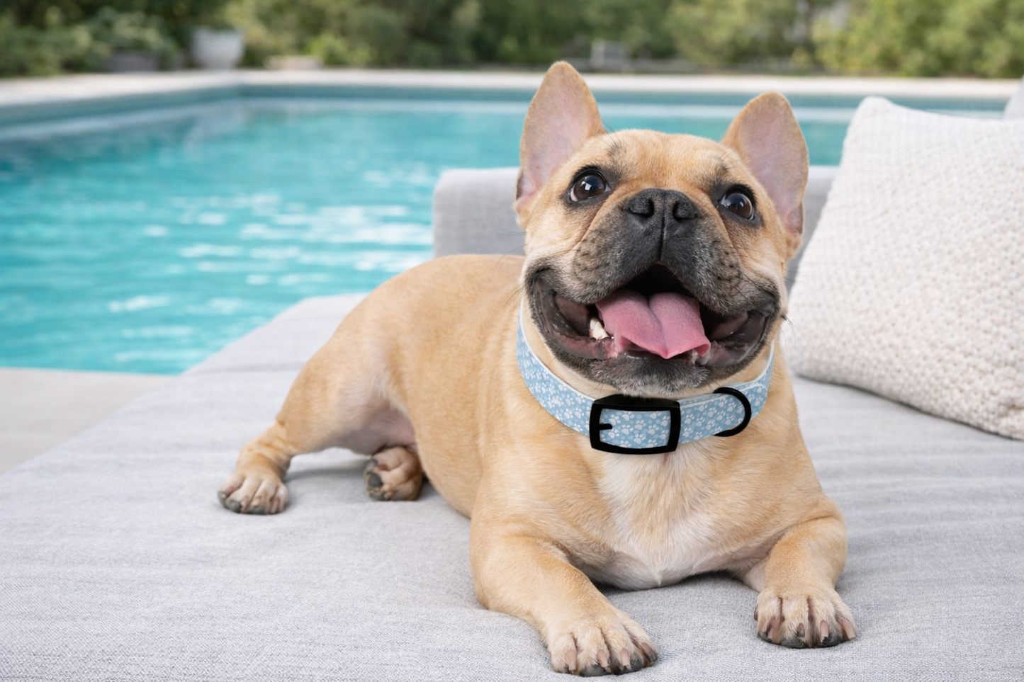 Blue Paw Print Dog Collar